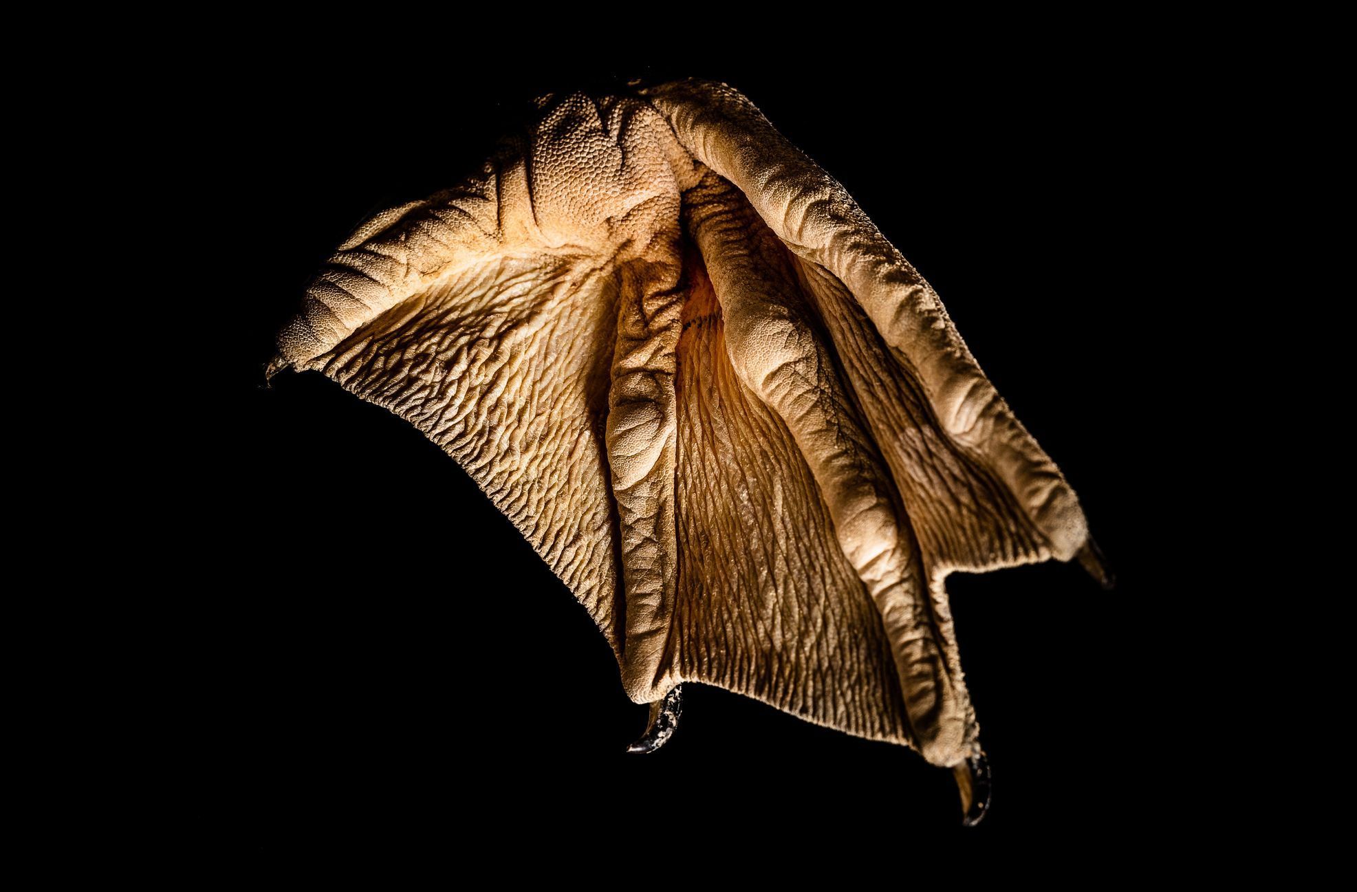 Zvířecí tlapy v úžasných detailech