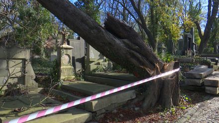 VIDEO: Vichřice poničila i hřbitovy. Na Olšanech popadalo 40 stromů