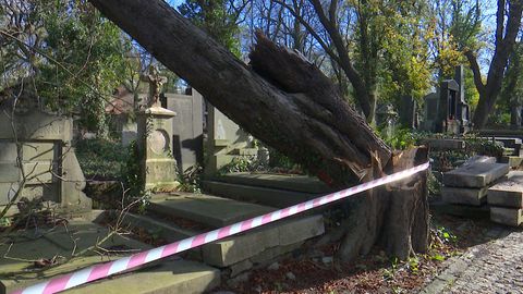 VIDEO: Vichřice poničila i hřbitovy. Na Olšanech popadalo 40 stromů