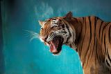 Alexandre Meneghini: Bengálský tygr Garfield v havanské zoo (duben 2021).