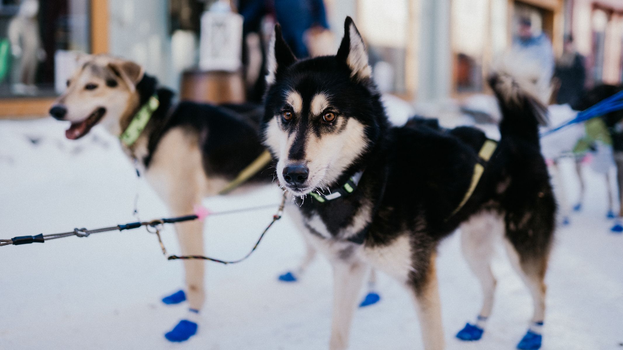 femundlopet psí spřežení mushing norsko