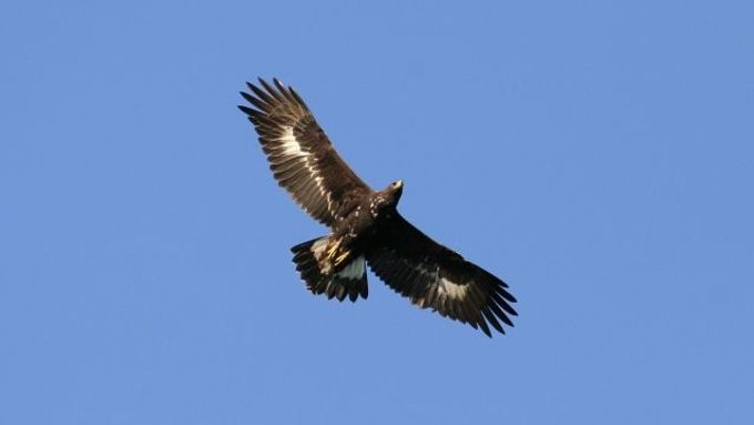 Dospělí orli mají rozpětí křídel kolem dvou metrů. Někteří lidé se proto bojí, že v Beskydech napáchají škody.
