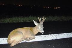 Zvířata na silnicích: smrtelných srážek přibývá