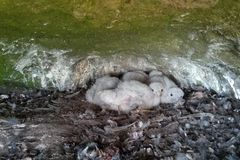 Na Broumovsku vylétlo z hnízd největší množství sokolích mláďat v novodobé historii