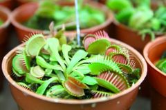 Celníci spálili dva vzorky unikátních rostlin. Báli se, že jde o biologickou zbraň