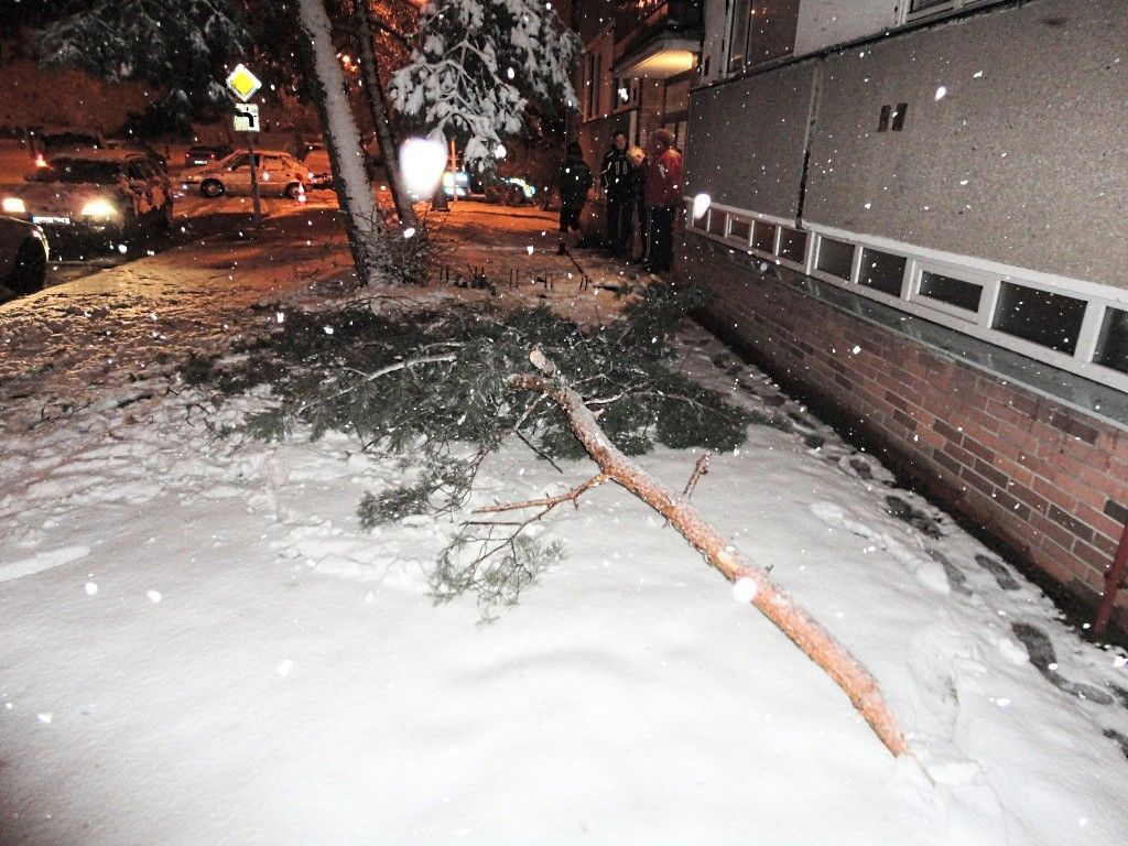 Sníh - 19. března - strom