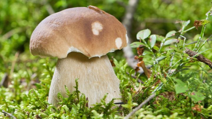 Houbařská sezona vrcholí. Podělte se o své úlovky, ty nejlepší zveřejníme
