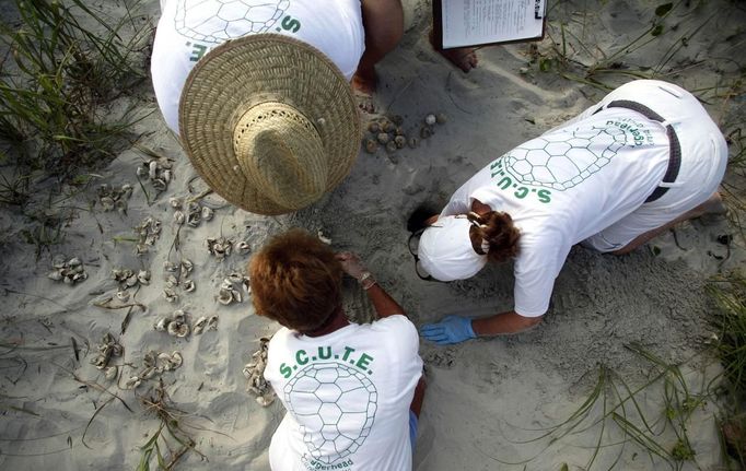 Volunteers take an inventory of turtle eggs hatched from a nest in Litchfield Beach, South Carolina August 16, 2012. The group secures and marks an average of 100 nests during a season that goes from May through October. Turtle volunteers walk the area's beaches along South Carolina's coast daily during the nesting season, looking for signs of turtle activity and keeping tabs on the progress of the endangered species of turtles that lay their eggs along the coast. Photo taken August 16, 2012. REUTERS/Randall Hill (UNITED STATES - Tags: ANIMALS ENVIRONMENT) Published: Srp. 21, 2012, 12:50 odp.