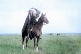 Náčelník Siouxů na fotce Edwarda S. Curtise z roku 1907.