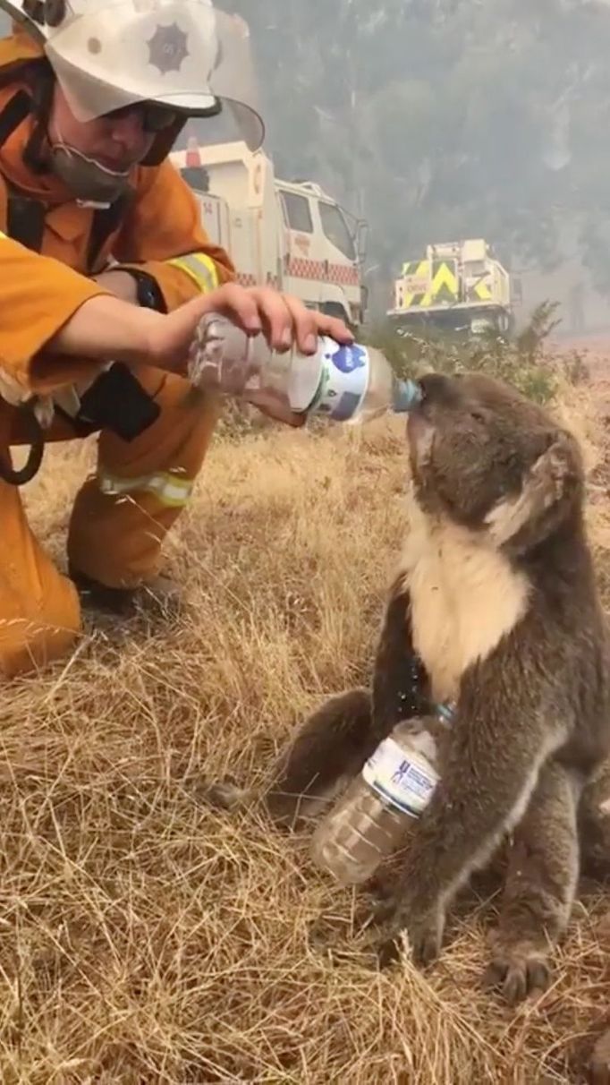 Hasič pomáhá medvídkovi koala.