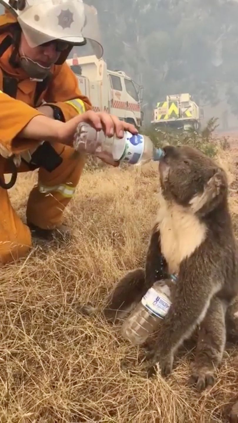 Požáry v Austrálii, zima 2019