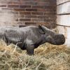 Nové mládě nosoroužce dvourohého v Zoo Dvůr Králové
