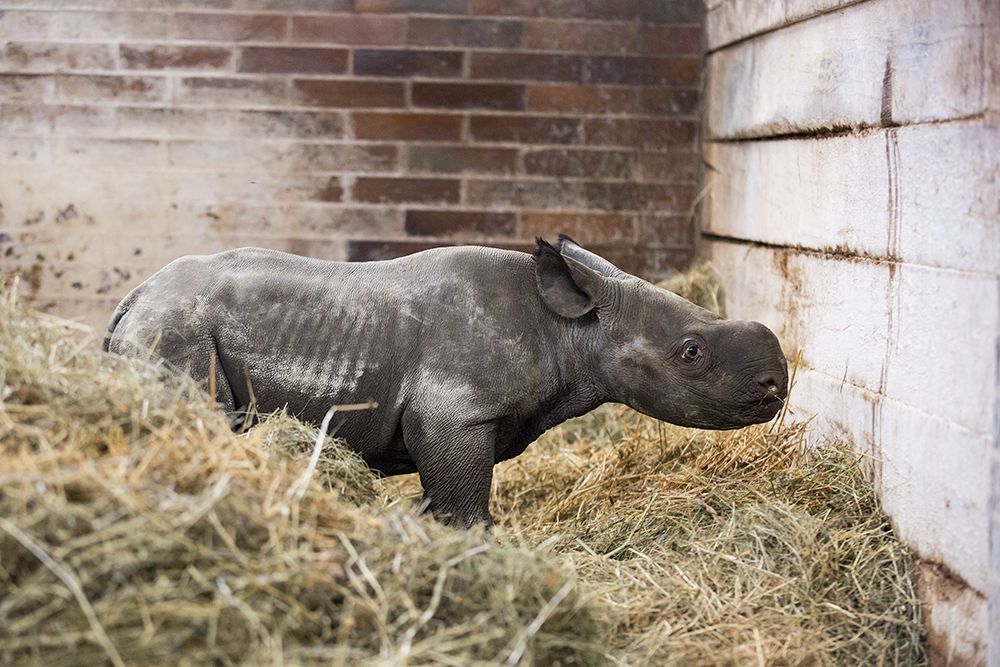 Nové mládě nosoroužce dvourohého v Zoo Dvůr Králové