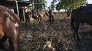 Amit, an Israeli cowboy, unloads his horse after working with cattle in the early morning on a ranch just outside Moshav Yonatan, a collective farming community, about 2 km (1 mile) south of the ceasefire line between Israel and Syria in the Golan Heights May 21, 2013. Cowboys, who have been running the ranch on the Golan's volcanic rocky plateau for some 35 years, also host the Israeli military, who use half of the cattle farm, 20,000 dunams (5,000 acres), as a live-fire training zone. Israel captured the Golan Heights from Syria in the 1967 Middle East war and annexed the territory in 1981, a move not recognized internationally. Picture taken May 21, 2013. REUTERS/Nir Elias (ENVIRONMENT ANIMALS SOCIETY) ATTENTION EDITORS: PICTURE 16 OF 27 FOR PACKAGE 'COWBOYS OF THE GOLAN HEIGHTS' SEARCH 'COWBOY GOLAN' FOR ALL IMAGES Published: Kvě. 29, 2013, 10:07 dop.