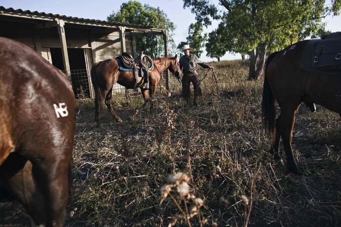 Amit, an Israeli cowboy, unloads his horse after working with cattle in the early morning on a ranch just outside Moshav Yonatan, a collective farming community, about 2 km (1 mile) south of the ceasefire line between Israel and Syria in the Golan Heights May 21, 2013. Cowboys, who have been running the ranch on the Golan's volcanic rocky plateau for some 35 years, also host the Israeli military, who use half of the cattle farm, 20,000 dunams (5,000 acres), as a live-fire training zone. Israel captured the Golan Heights from Syria in the 1967 Middle East war and annexed the territory in 1981, a move not recognized internationally. Picture taken May 21, 2013. REUTERS/Nir Elias (ENVIRONMENT ANIMALS SOCIETY) ATTENTION EDITORS: PICTURE 16 OF 27 FOR PACKAGE 'COWBOYS OF THE GOLAN HEIGHTS' SEARCH 'COWBOY GOLAN' FOR ALL IMAGES Published: Kvě. 29, 2013, 10:07 dop.