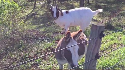 Chytrá koza vyskočila na osla, aby se dostala k potravě