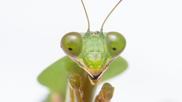 Jako mimozemšťané ze sci-fi komiksů. V Milovicích se objevila kudlanka nábožná