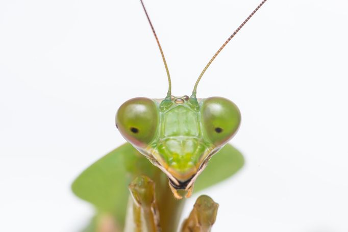 Kudlanka nábožná (Mantis religiosa) je jediný český zástupce řádu kudlanek.