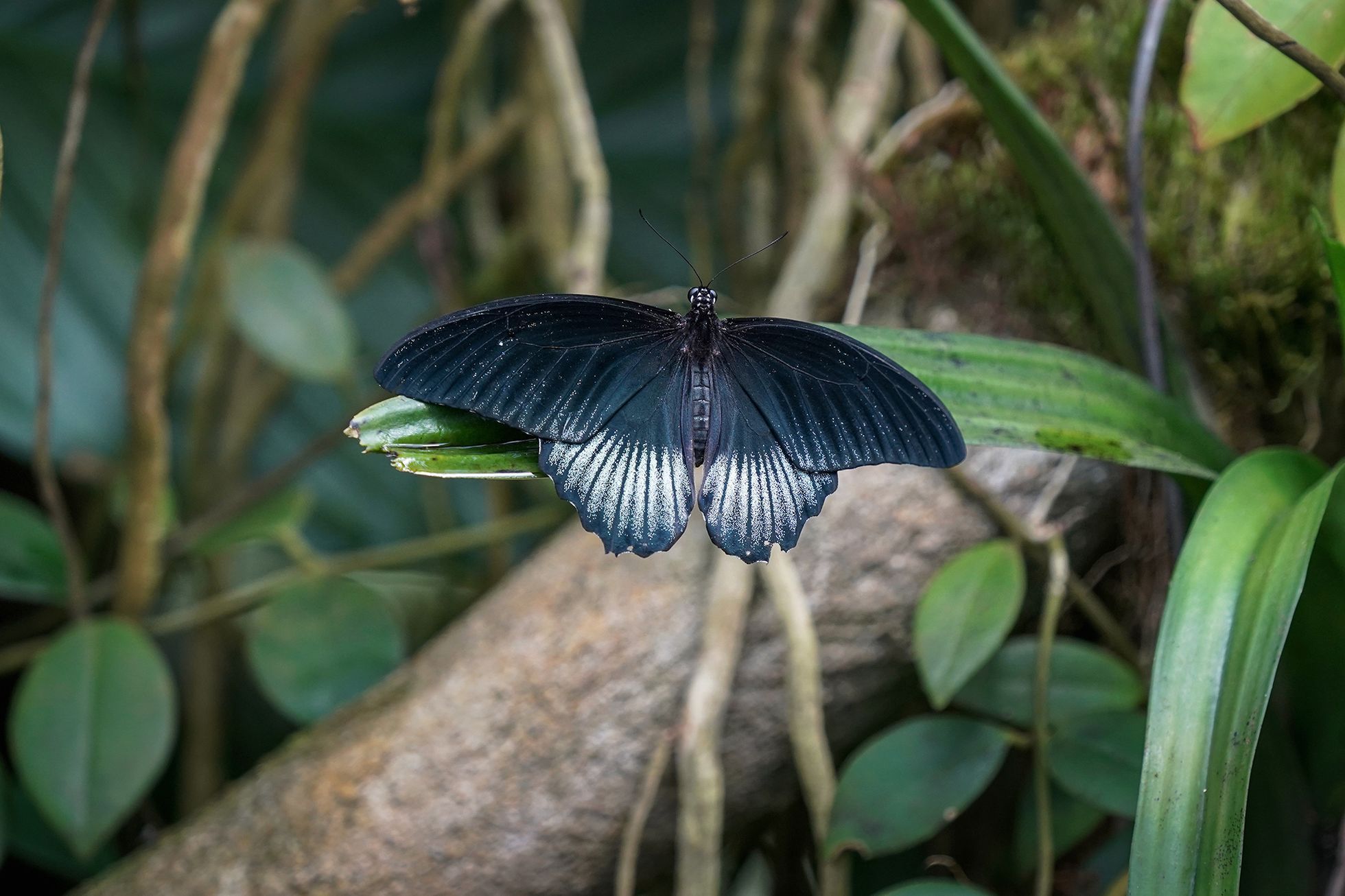 Motýli v Botanické zahradě v pražské Tróji, květen 2023