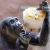 Zoo, Praha, led, horko, opice, lední medvěd, papoušek, počasí, gorila