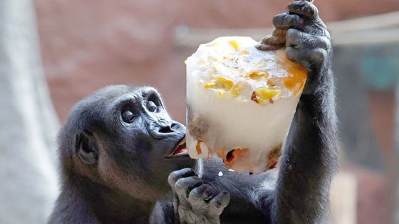 Gorily na zmrzlině, medvědi na ledu: "polární" smršť v Zoo Praha