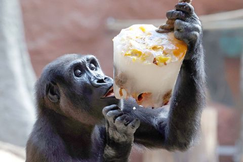 Zoo, Praha, led, horko, opice, lední medvěd, papoušek, počasí, gorila