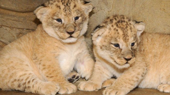 V olomoucké Zoo se lvici Lilly narodila 11. srpna 2013 lvíčata. Jedná se o dva samce vzácného druhu lva berberského.