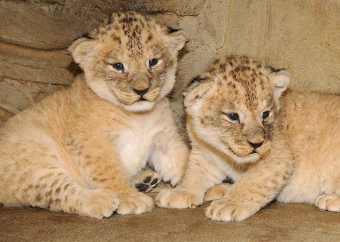 V olomoucké Zoo se lvici Lilly narodila 11. srpna 2013 lvíčata. Jedná se o dva samce vzácného druhu lva berberského.