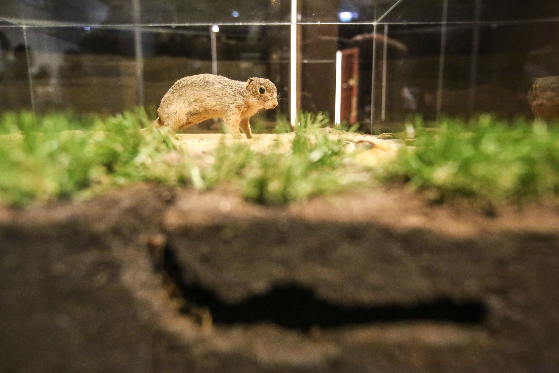 Zahájení přírodopisné výstavy Světlo a život v Nové budově Národního muzea