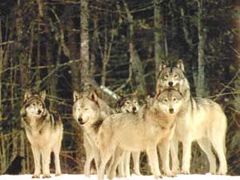 Vlci se pravidelně vyskytují v Beskydech