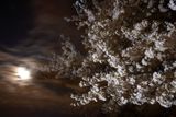 Letošní dubnový úplněk má přezdívku "růžový". Popularizátor astronomie Pavel Gabzdyl na webu vysvětlil, že přezdívka vychází ze starých ročenek amerických farmářů, které různě nazývaly každý úplněk v roce. Ten dubnový získal jméno podle okrasných květin - růžových plamenek šídlovitých, které rozkvétají právě v tomto období. (fotka poblíž nádrže Tidal Basin ve Washingtonu)