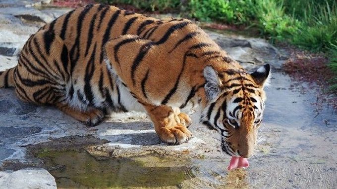 Tygři patří mezi ohrožené druhy. Přesto je možné v Barmě bez problémů koupit jejich kožešinu nebo drápy.
