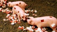 "Pigsel" (Divoké prase) - Milán 2011