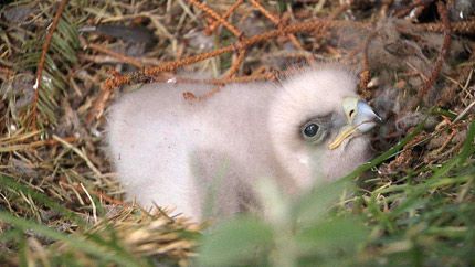 Návrat orla skalního: Cecilce se vylíhlo mládě