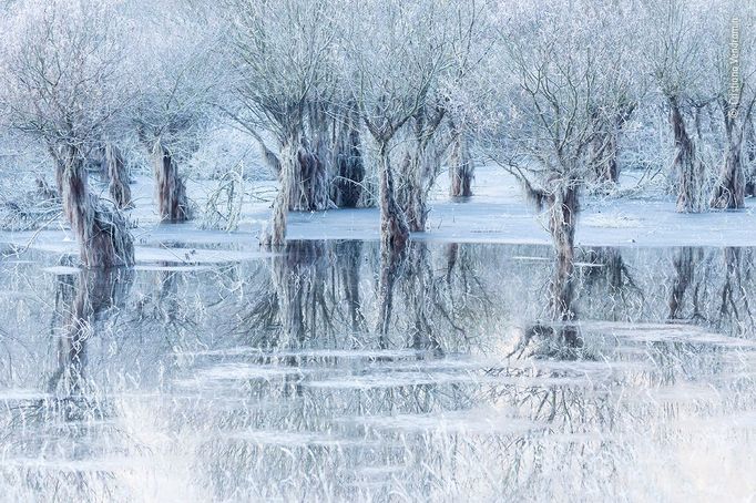 Wildlife Photographer of the Year, nominace na cenu veřejnosti