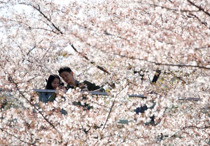 Hanami, Japonsko