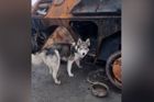 Němec na Ukrajině zachraňuje opuštěné psy. Podle hladového huskyho pojmenoval útulek