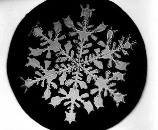 Sněhové vločky, jak je vyfotografoval Wilson "Snowflake" Bentley