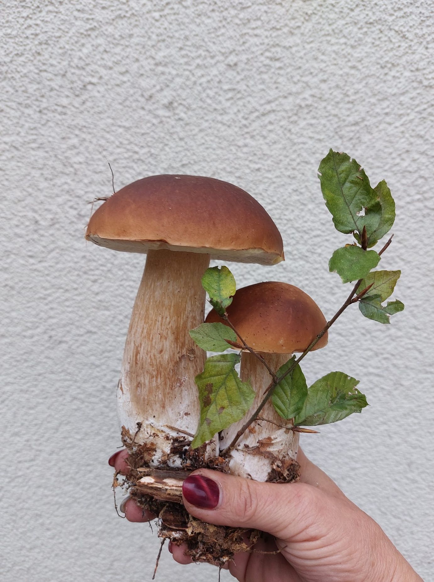 Houby - fotosoutěž
