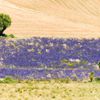 Levandulová pole v Provence