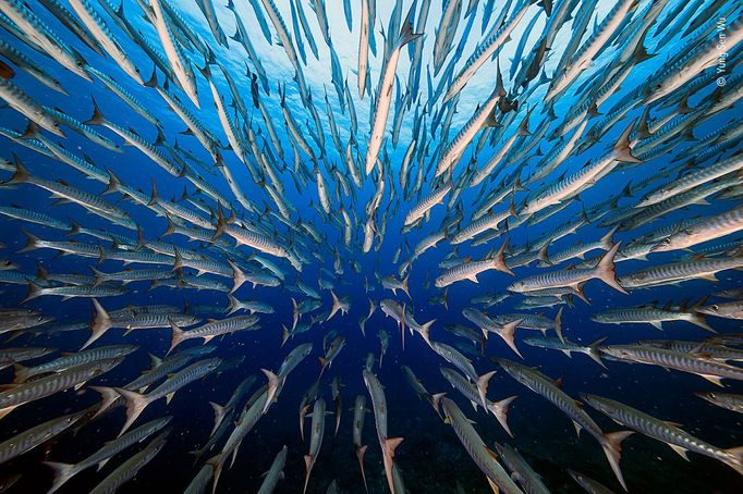 Wildlife Photographer of the Year, nominace na cenu veřejnosti