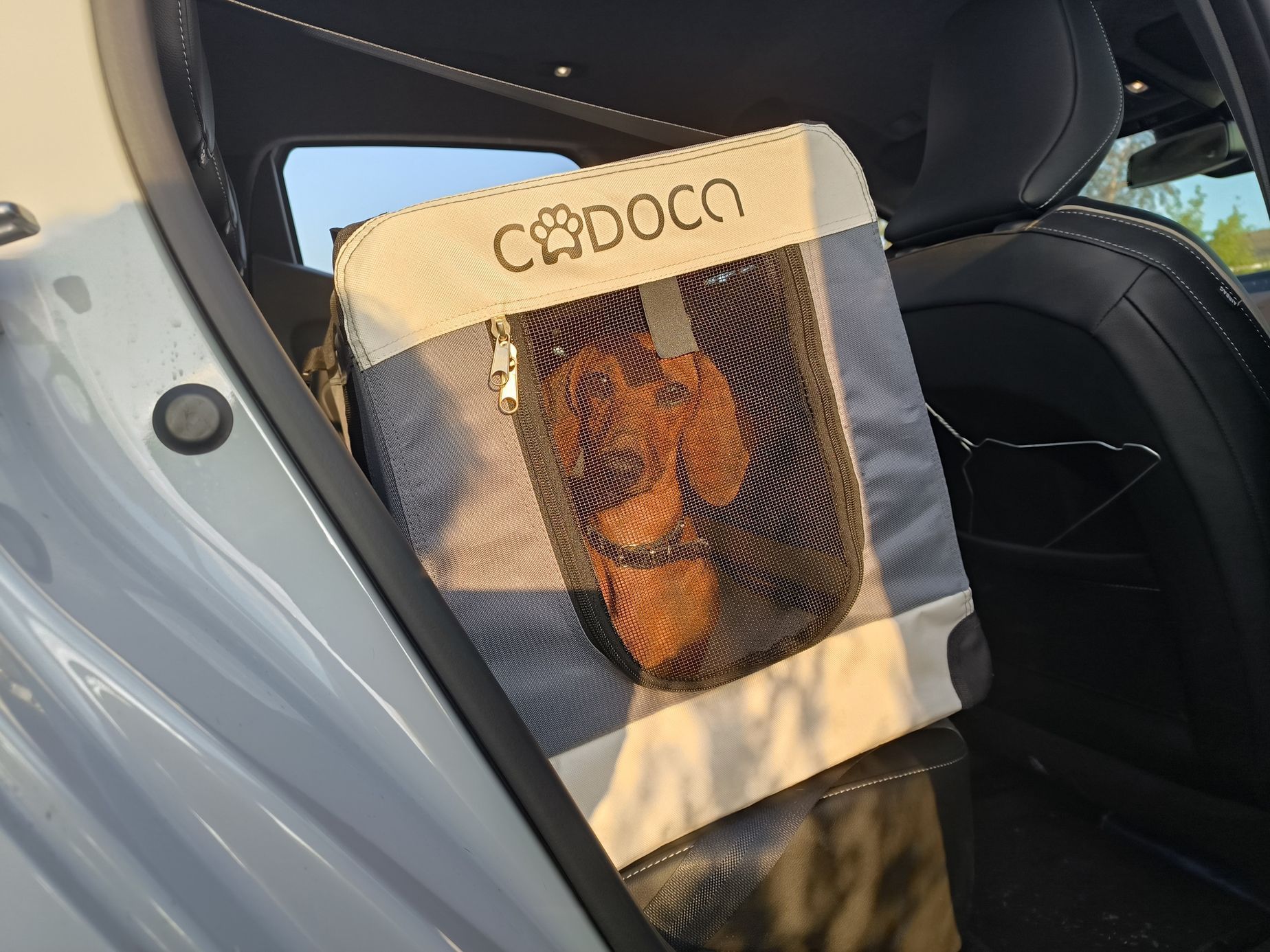 Pes v autě, dovolená se psem, pes jízda zahraničí