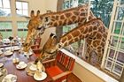 Žirafí hotel - Nedaleko keňského Nairobi se nachází hotelový komplex Giraffe Manor z 30. let 20. století. Kromě nádherné přírody láká turisty do hotelu také přibližně tucet žiraf. Není tak výjimkou potkat žirafí krk v hotelové restauraci či vlastním pokoji. Kromě žiraf se na pozemku volně pasou antilopy nebo prasata bradavičnatá.