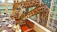 Žirafí hotel - Nedaleko keňského Nairobi se nachází hotelový komplex Giraffe Manor z 30. let 20. století. Kromě nádherné přírody láká turisty do hotelu také přibližně tucet žiraf. Není tak výjimkou potkat žirafí krk v hotelové restauraci či vlastním pokoji. Kromě žiraf se na pozemku volně pasou antilopy nebo prasata bradavičnatá.