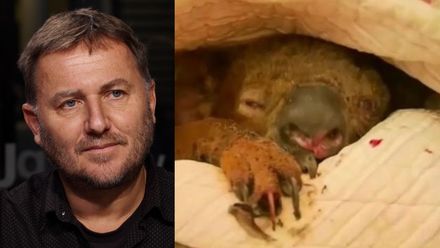 Vyhlídky koalů jsou temné, horší než požáry je ale to, co provádí člověk, říká Storch