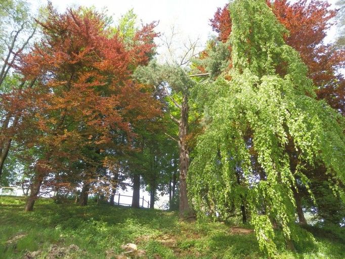 Bečovská botanická zahrada • původně jedna z nejvýznamnějších sbírkových zahrad v Čechách (několik tisíc různých rostlin) • založena v letech 1918 – 1935, rozloha 9 ha • společné dílo vévody Jindřicha Beaufort-Spontin, hraběte Arnošta Silva Tarouci (Průhonice) a vrchního zahradníka Jana Kodýtka • řada zajímavých a ojedinělých listnatých a jehličnatých dřevin • titul „Strom hrdina České republiky“ za rok 2006 pro korkovník amurský • v současnosti v dlouhodobé rekonstrukci pod vedením Českého svazu ochránců přírody BERKUT • od zámku vzdálená 1 km (naproti nádraží přes řeku Teplou) Doprovodné akce Turistický pochod Z Bečova za minerálními prameny Text byl převzat ze stránek www.vikendotevrenychzahrad.cz  Více informací o uvedené zahradě můžete naleznout ZDE .