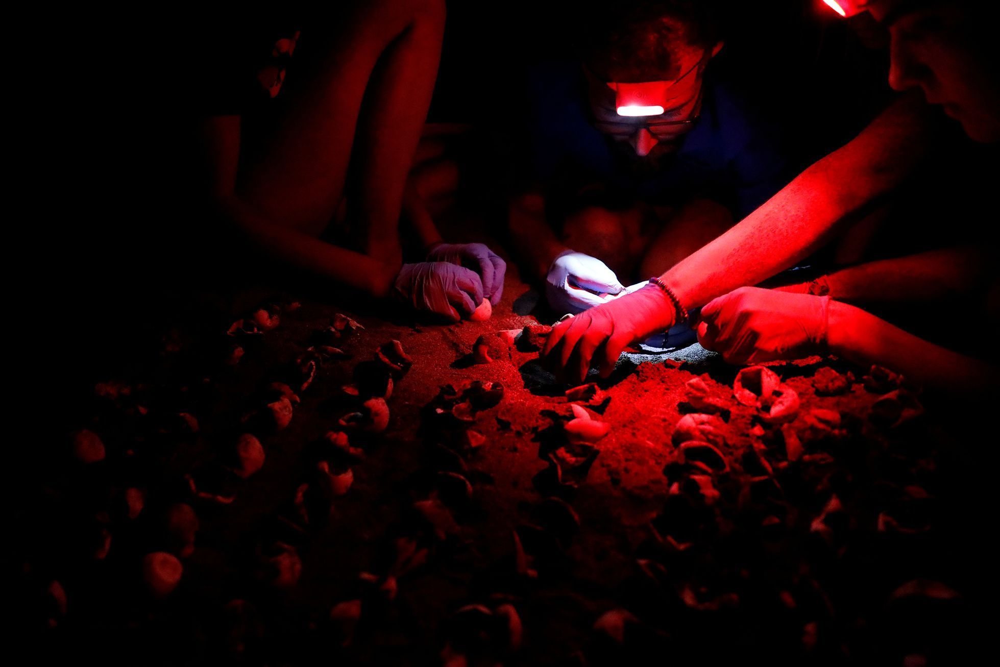 Fotogalerie / Jak se zachraňují mořské želvy v Turecku / Reuters / 19