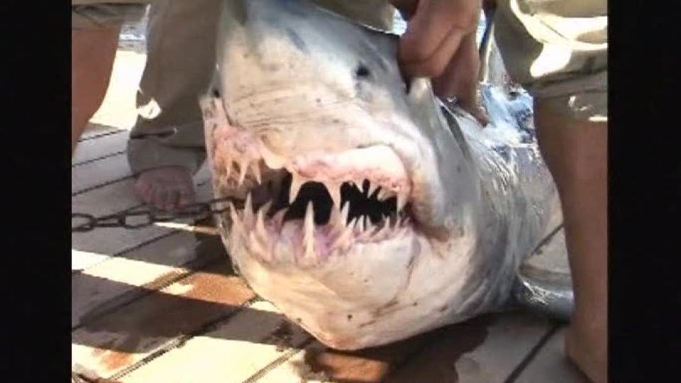 Egypt pořádá hon na lidožravé žraloky