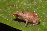 Miniaturní, dosud neznámý druh žáby (rod Choerophryne)