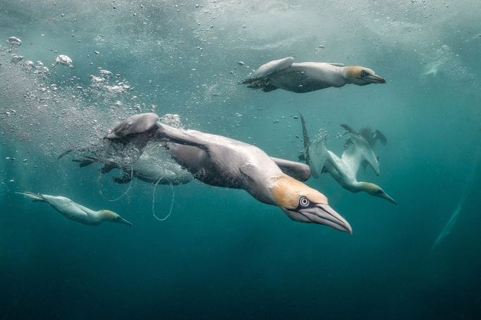 Vítězové soutěže Underwater Photographer of the Year 2024